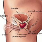 Prostrate Gland