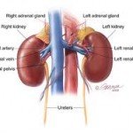 Kidney Cancer – Overview